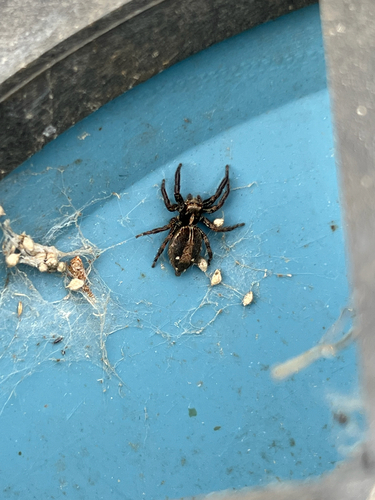 Pantropical Jumping Spider