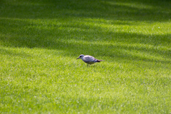 Larus canus