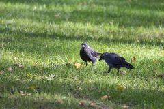 Corvus monedula
