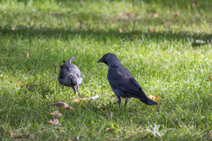 Corvus monedula
