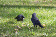 Corvus monedula