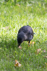 Corvus monedula