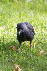 Corvus monedula