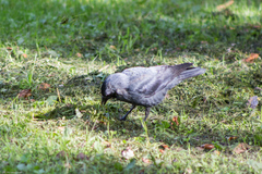 Corvus monedula