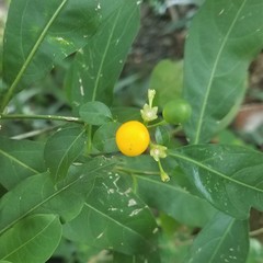 Solanum diphyllum
