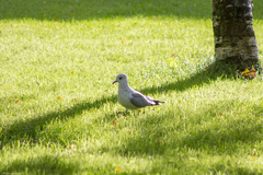 Larus canus