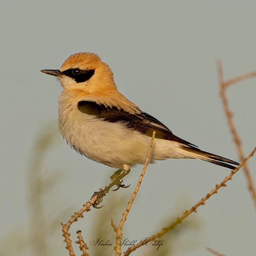 Western Black-eared Wheatear