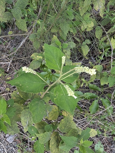 Varronia tomentosa observed 2026-05-16