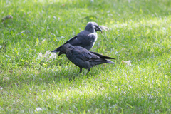 Corvus monedula