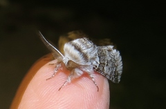 Furcula occidentalis