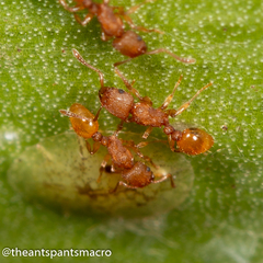 Tetramorium simillimum