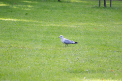 Larus canus