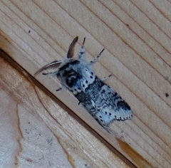 Furcula occidentalis