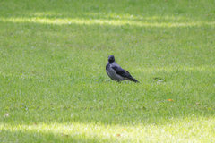 Corvus cornix