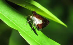 Sabera caesina