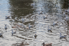 Chroicocephalus ridibundus