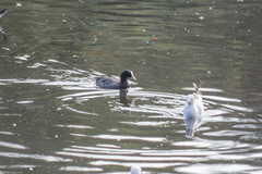 Chroicocephalus ridibundus