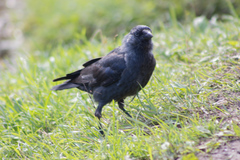 Corvus monedula