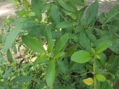 Solanum diphyllum
