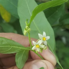 Solanum diphyllum