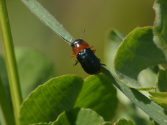 Chilotomina nigritarsis