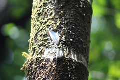 Kallima horsfieldii