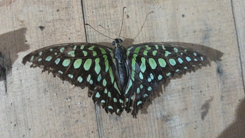 Graphium agamemnon