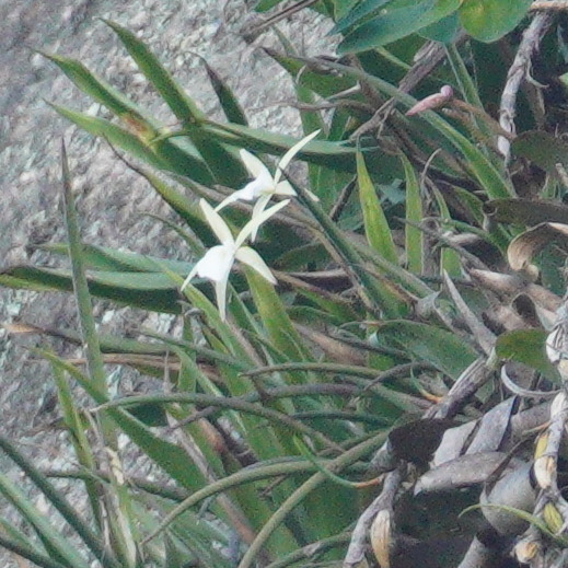 Imagem de Orquídea Cebolinha