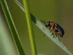 Chilotomina nigritarsis