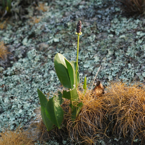 Anthurium microphyllum