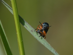 Chilotomina nigritarsis
