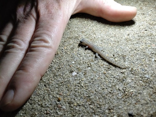 Southern Marbled Gecko