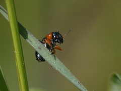 Chilotomina nigritarsis