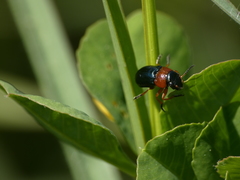 Chilotomina nigritarsis
