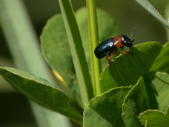 Chilotomina nigritarsis