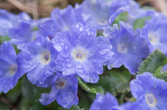 Primula whitei