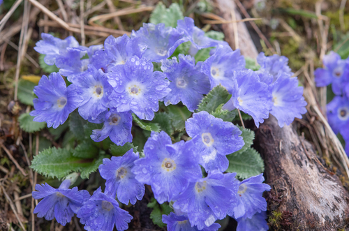 Primula whitei, photograph 2