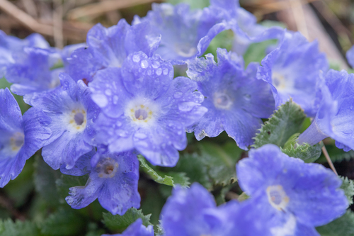 Primula whitei, photograph 1