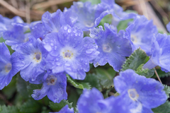 Primula whitei, photograph (c) Morten Ross, some rights reserved (CC BY)