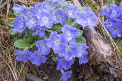 Primula whitei, photograph (c) Morten Ross, some rights reserved (CC BY)