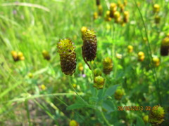 Trifolium spadiceum