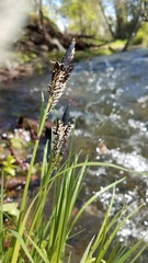 Carex nudata