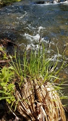 Carex nudata
