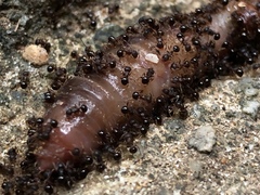 Pristomyrmex punctatus