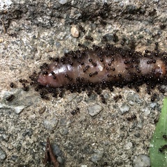 Pristomyrmex punctatus