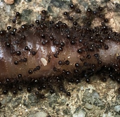 Pristomyrmex punctatus