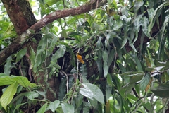 Euphonia laniirostris melanura