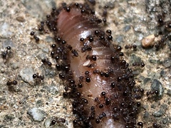 Pristomyrmex punctatus