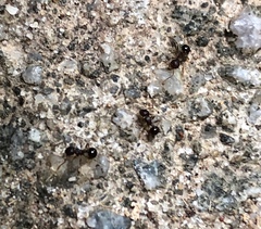 Pristomyrmex punctatus