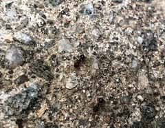 Pristomyrmex punctatus